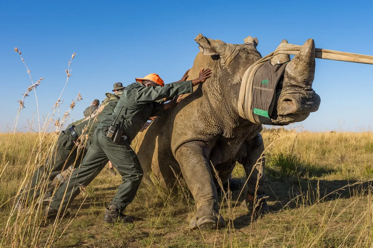 Rhino being translocated